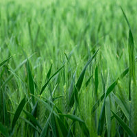 Nutritional Grasses